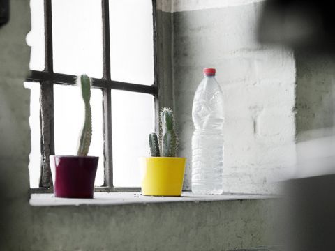 Wasserflasche mit Kaktus, Fabrik-Stillleben